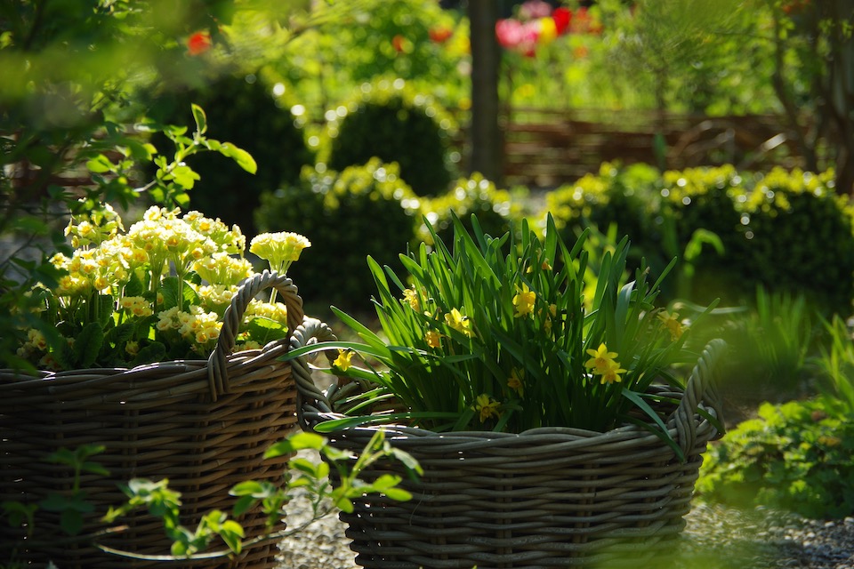 Frühling im Korb