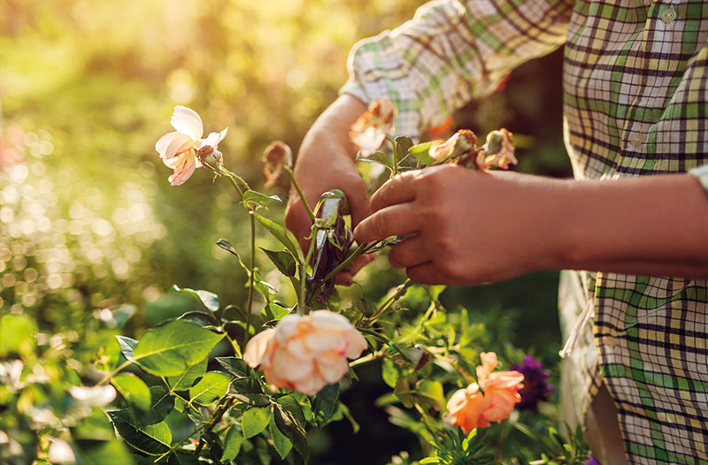 Gartenberatung vom Naturgarten-Profi