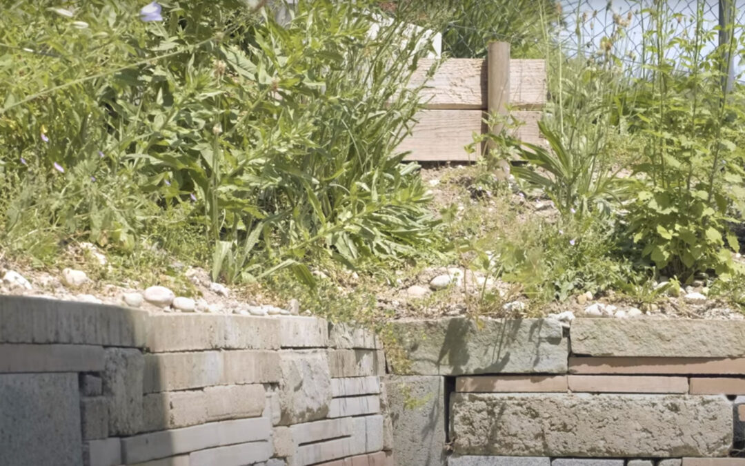 Biodiversität im Garten – So kommt der Garten mit Trockenheit klar