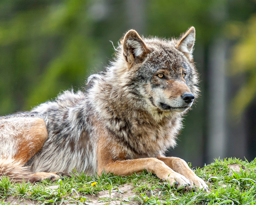 Einsamer Wolf