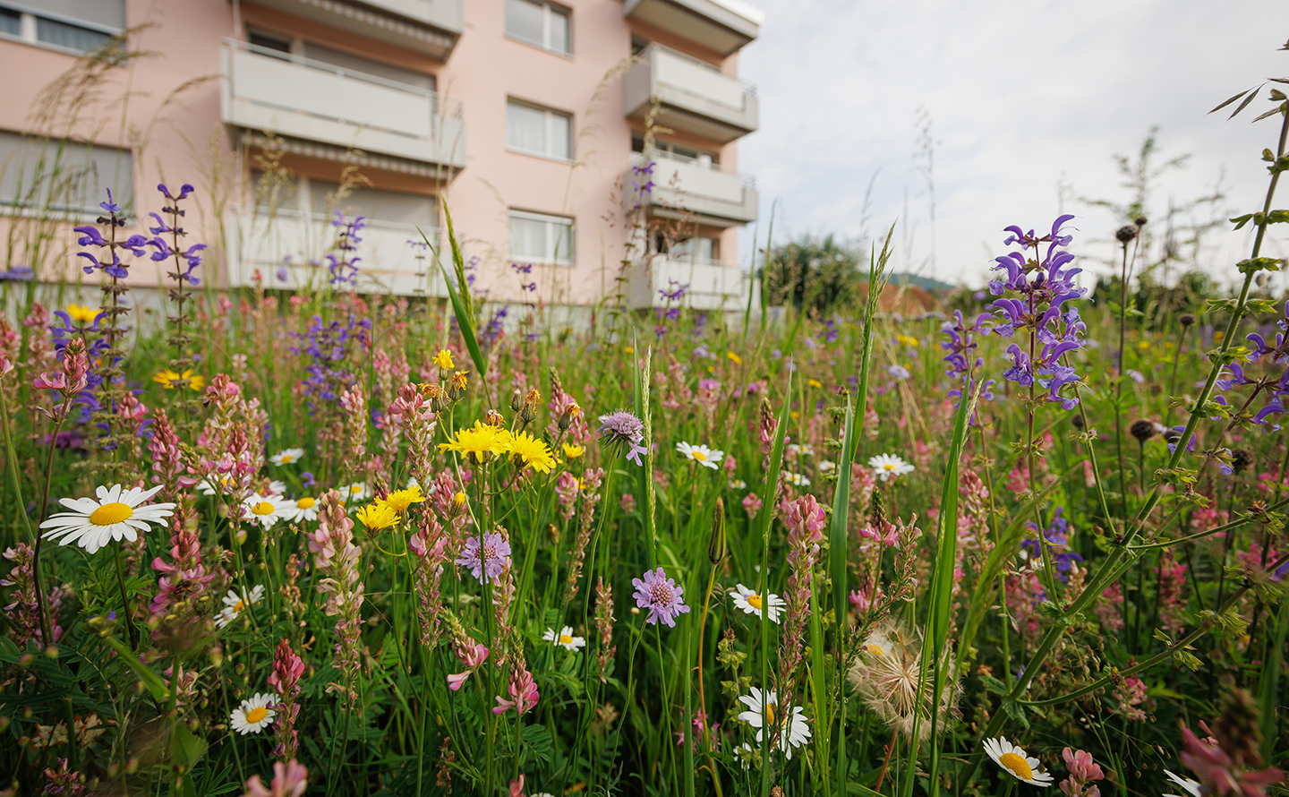 3_Tuggen_Blumenwiese An den Gartenschopf schliesst eine vielfältige Trockenmauer aus Recyclingsteinen an.